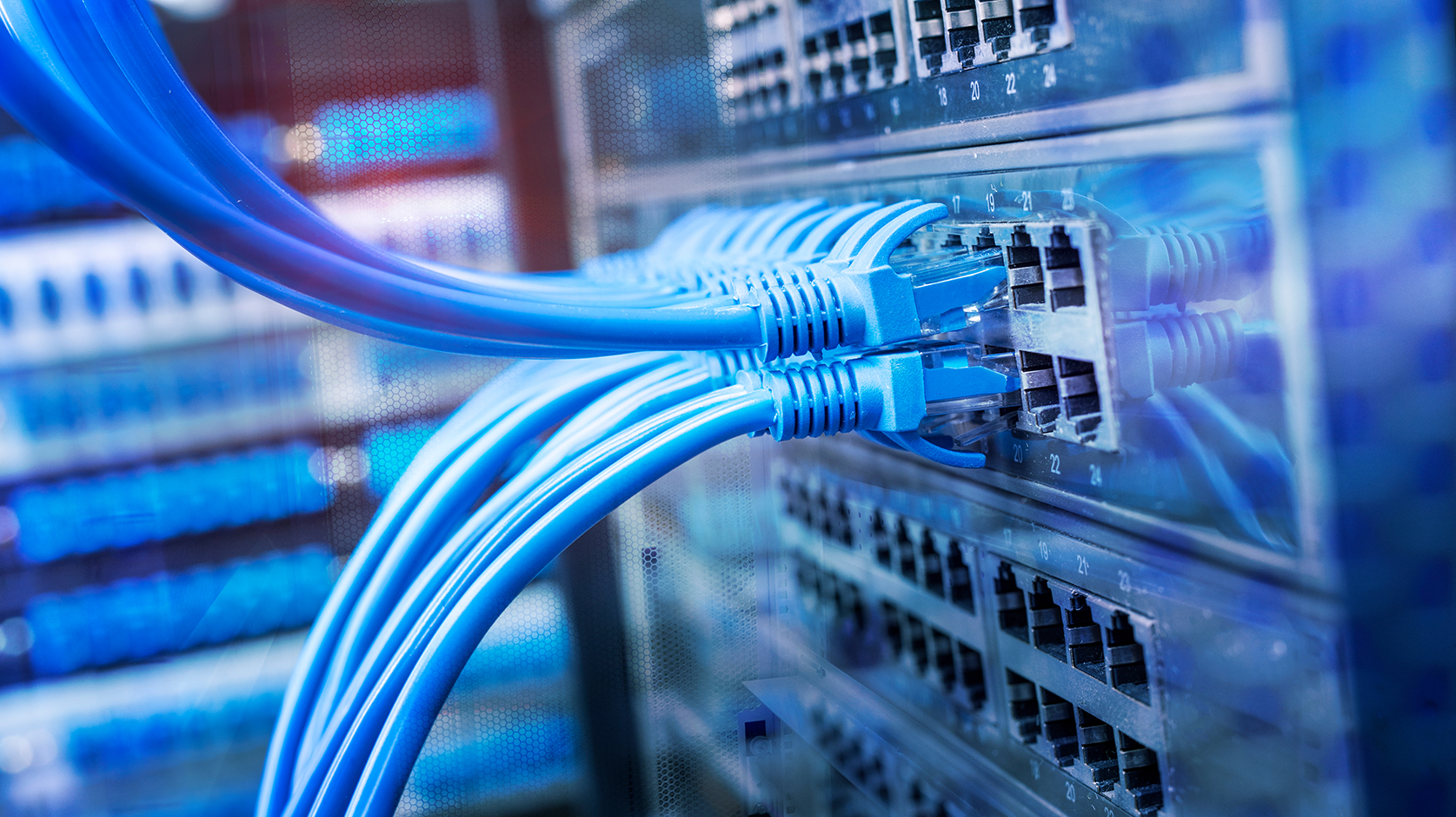 A group of blue internet cables plugged into a server
